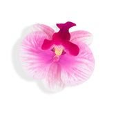 Orchid Flower Pink
